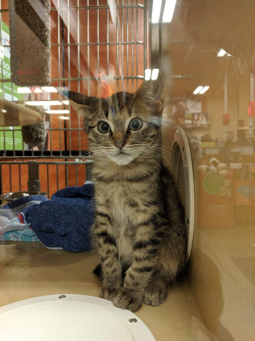 PetSmart | 120-9751 Bridgeport Rd, Richmond, BC V6X 1S3, Canada | Phone: (604) 233-1348