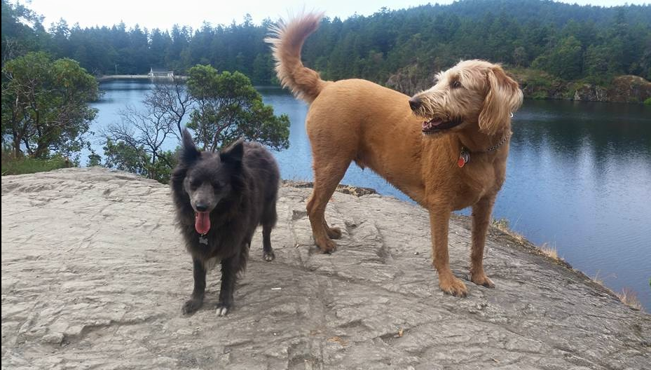 Bark Pet Care and Dog Walking | 1673 Woods Rd, Bowen Island, BC V0N 1G2, Canada | Phone: (778) 898-5950