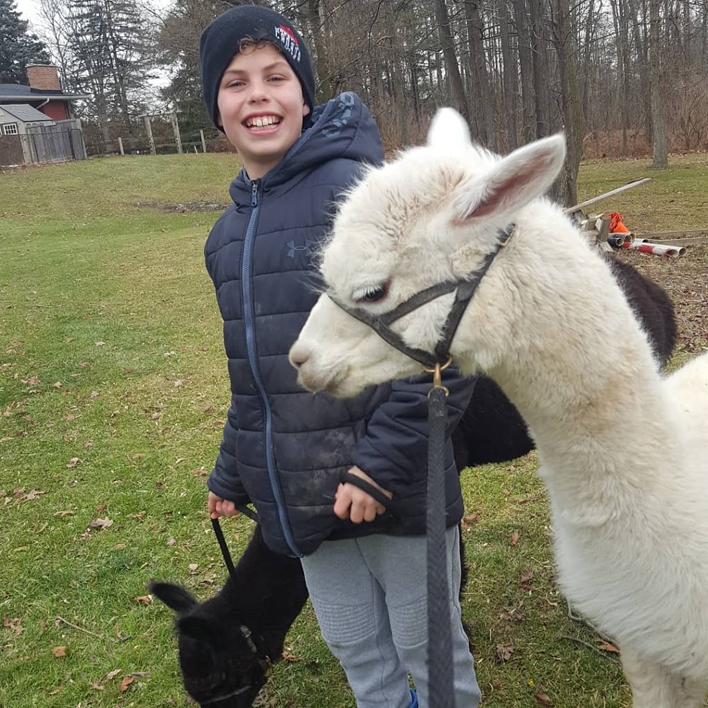 On The Brink Alpacas | 2540 Rosedene Rd, Saint Anns, ON L0R 1Y0, Canada | Phone: (289) 441-1157