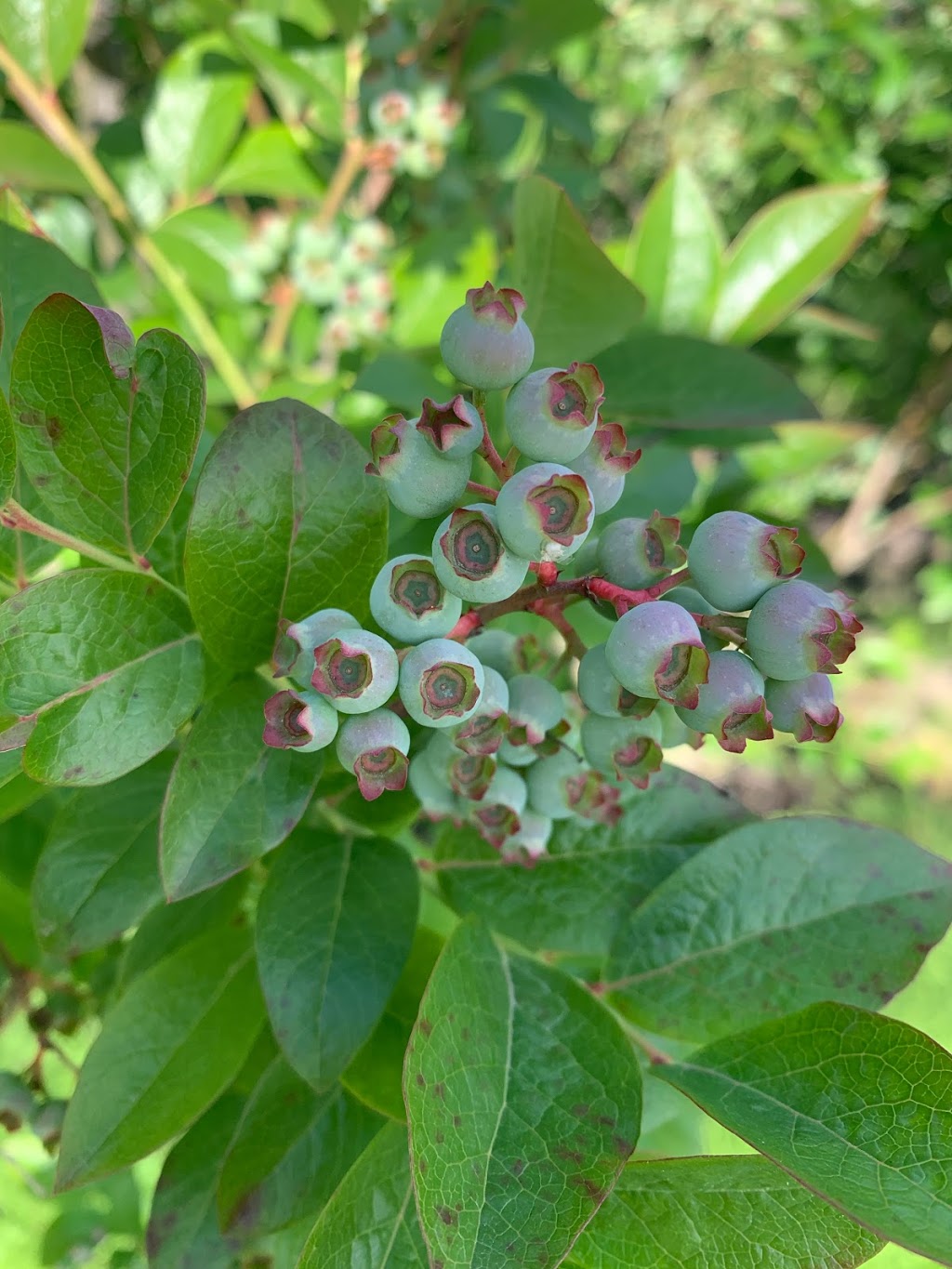 Taka Blueberry Farm Ltd | 470 Prairie Ave, Port Coquitlam, BC V3E 0A6, Canada | Phone: (778) 251-2135