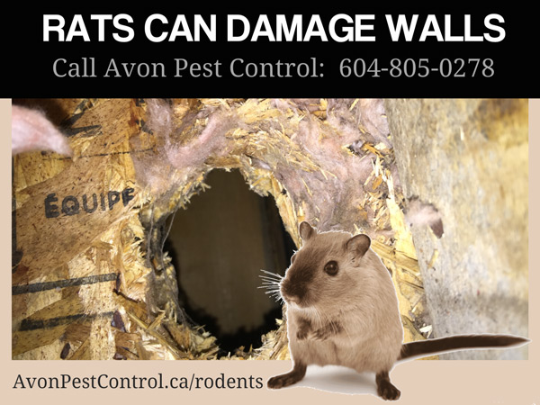 Avon Pest Control Vancouver | 650 Princess Ave, Vancouver, BC V6A 3E1, Canada | Phone: (604) 805-0278