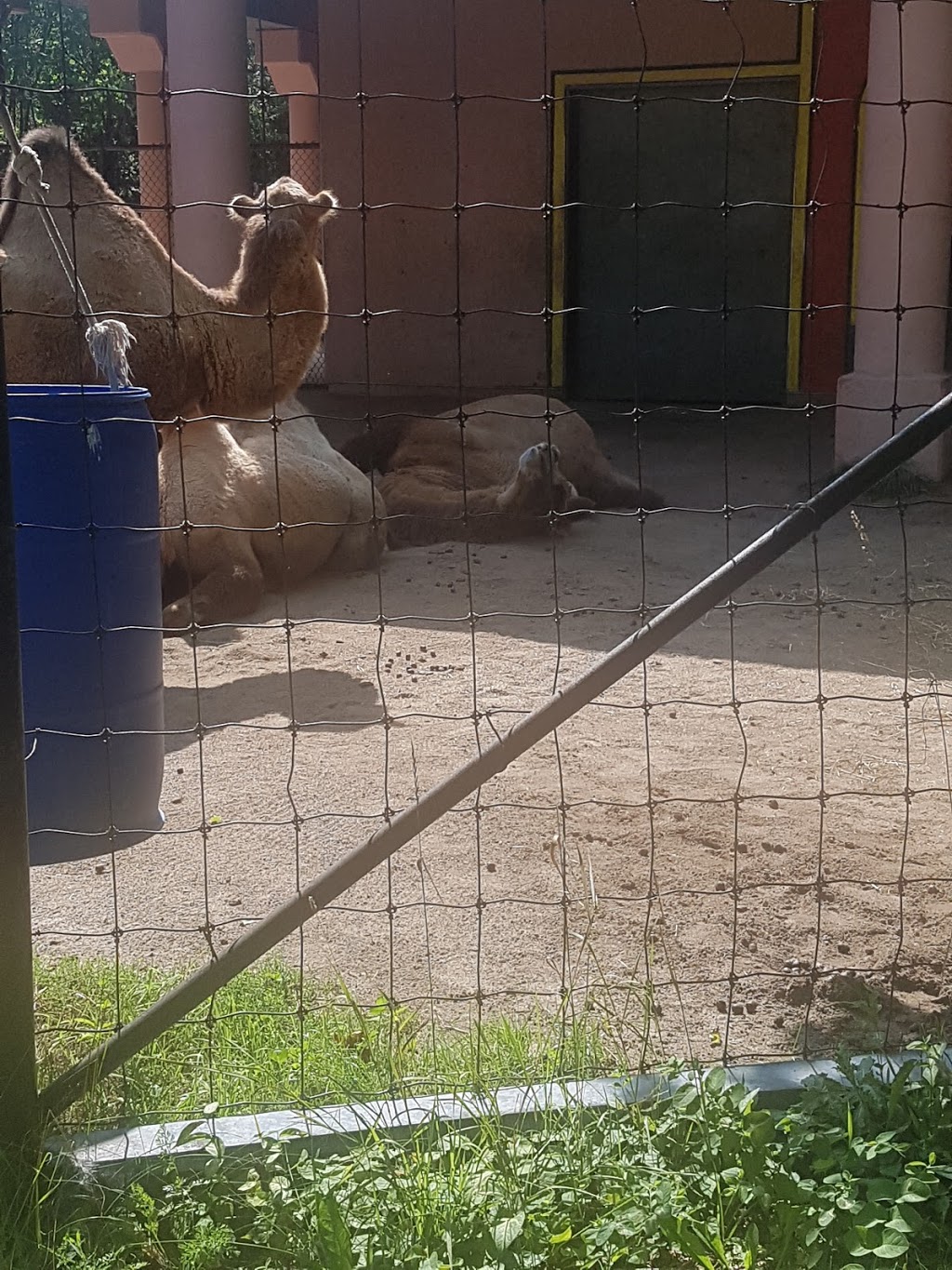 Bactrian Camel Exhibit | 2000 Meadowvale Rd, Scarborough, ON M1B 5K7, Canada | Phone: (416) 392-5929