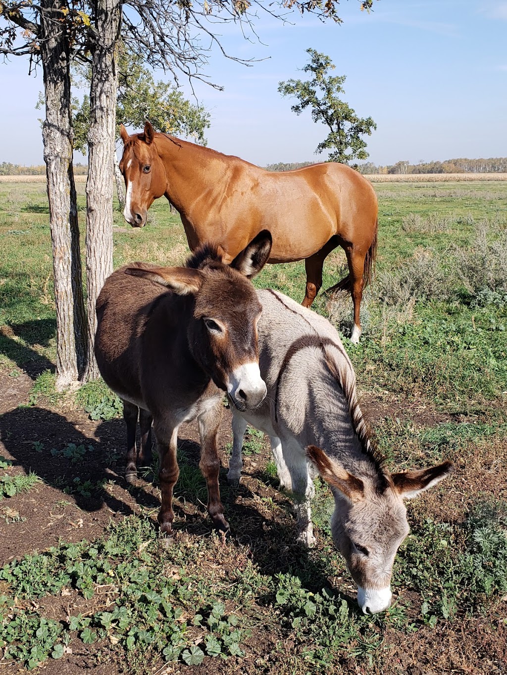 Cloud 9 Ranch | 31061 Rd 37E, La Broquerie, MB R0A 0N0, Canada | Phone: (204) 392-6308