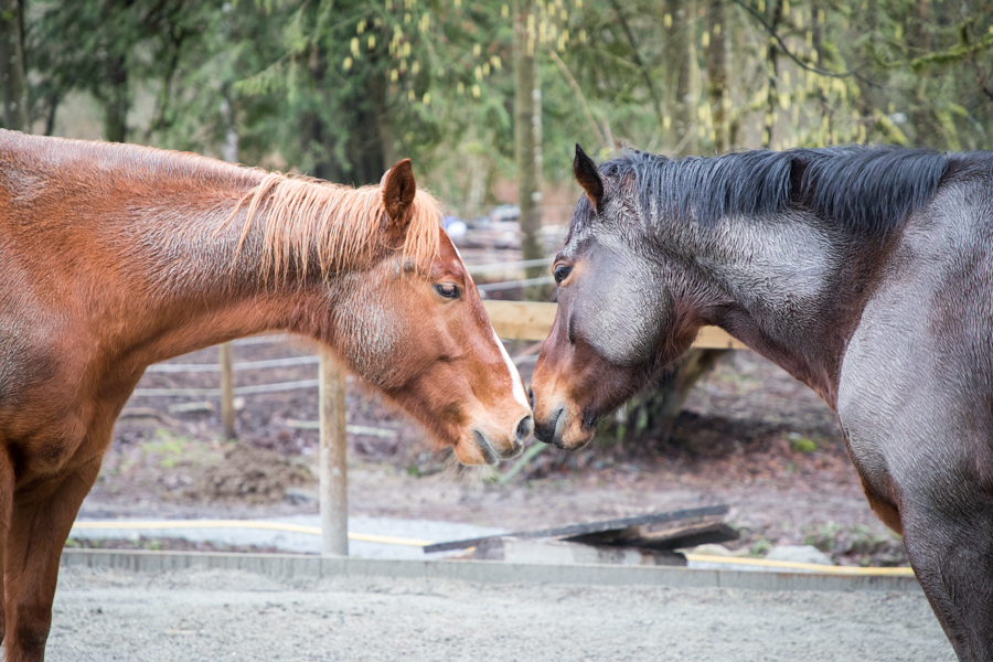 Stable Horse Training and Rehabilitation | 26136 Dewdney Trunk Rd, Maple Ridge, BC V2W 1A2, Canada | Phone: (604) 315-1517