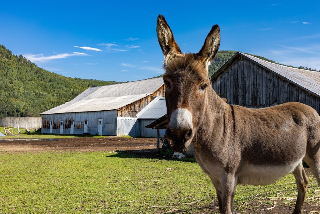 Ferme Marie-Noëlle Beaulieu | 674 Chemin St Laurent, Baie-Saint-Paul, QC G3Z 2L7, Canada | Phone: (418) 435-8931