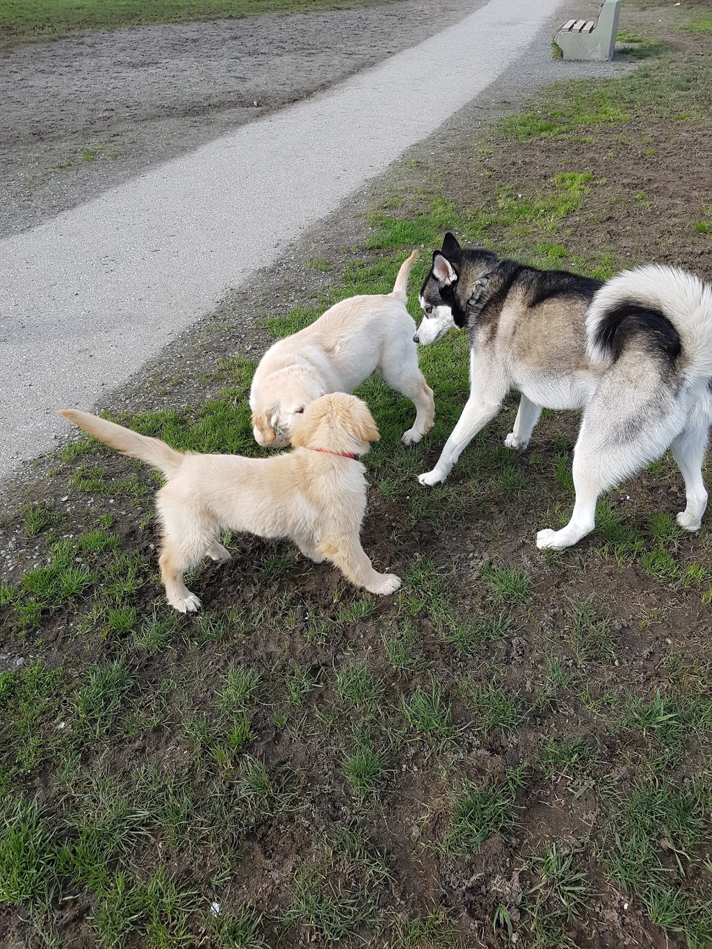 Serpentine Dog-Off-Leash Park | 12589 76 Ave, Surrey, BC V3W 2T7, Canada | Phone: (604) 591-4011