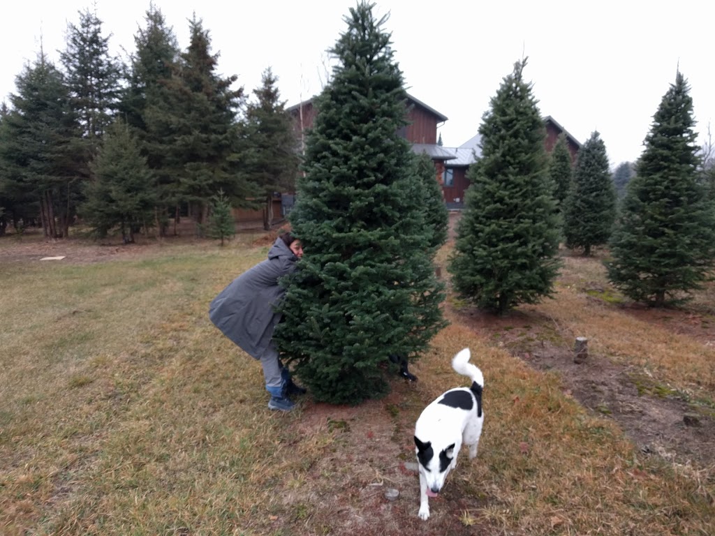 Wintersingers Christmas Tree Farm | 5837 3 Line, Hillsburgh, ON N0B 1Z0, Canada | Phone: (519) 855-6163