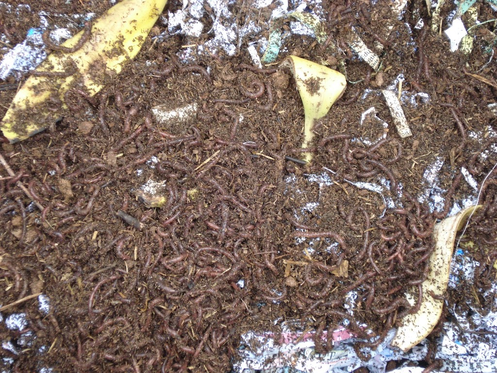The Compost Worm | 198, St Thomas, ON N5P 3E3, Canada | Phone: (519) 709-6299