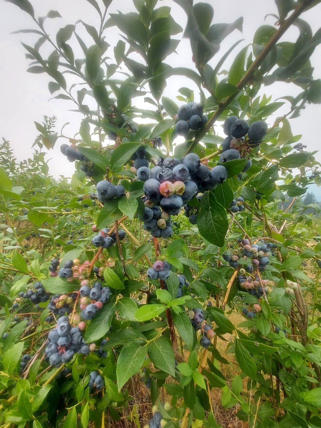 Cultus Lake Organic Blueberries | 1385 Frost Rd, Lindell Beach, BC V2R 4X8, Canada | Phone: (604) 858-5222