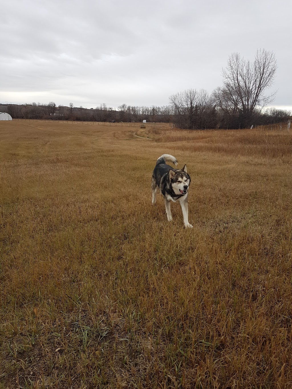 TMz Veterinary Clinic | 720 Pleasant St, Lumsden, SK S0G 3C0, Canada | Phone: (306) 731-3266