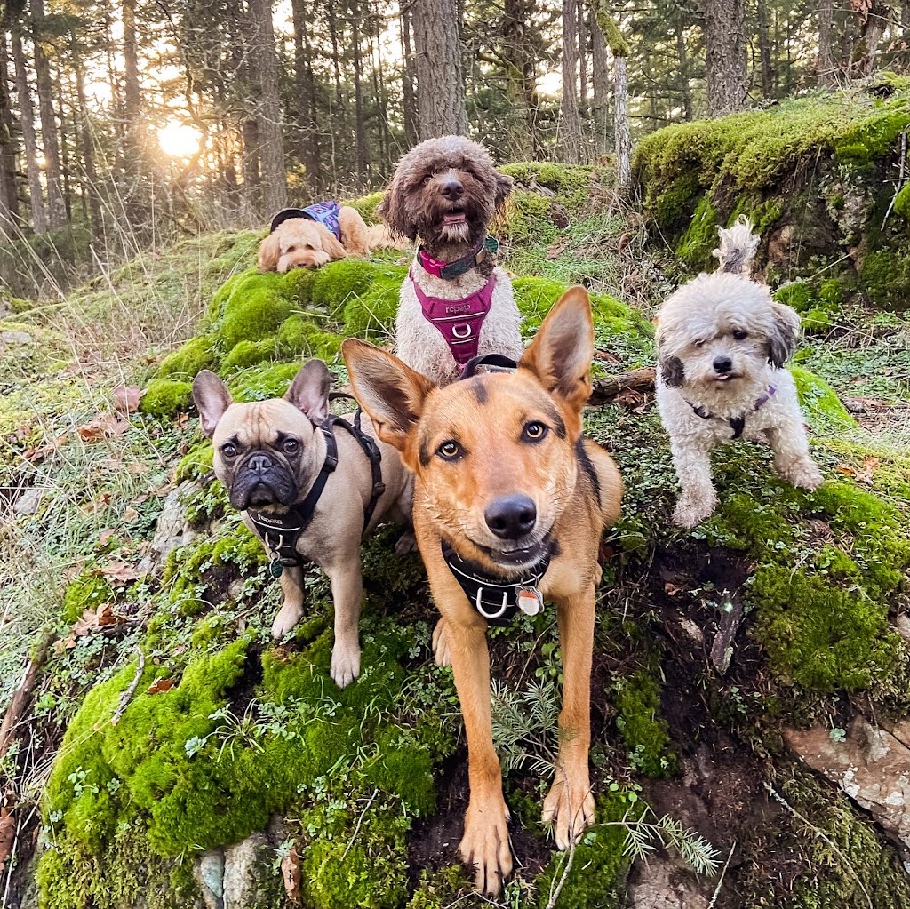 Nugget and Friends Dog Walking & Pet Services | 951 Doumac Ave, Victoria, BC V8Y 1M5, Canada | Phone: (250) 886-8199