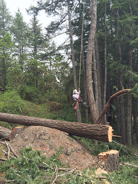 Vertical Tree Care | 632 Jadel Dr, Victoria, BC V9C 2L2, Canada | Phone: (250) 888-8790