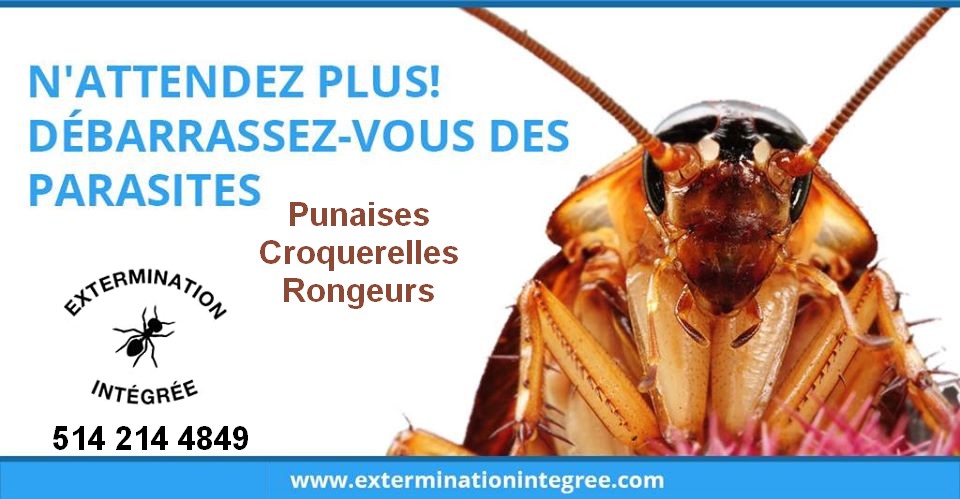 Extermination Intégrée | 6600 20e Av local 2, Montréal, QC H1X 2J5, Canada | Phone: (514) 214-4849