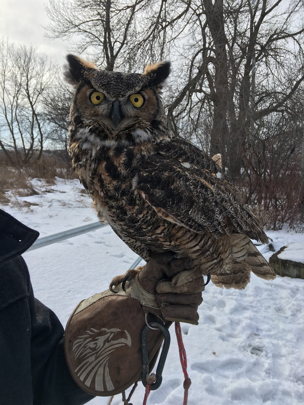 Ontario Falconry Centre | 2434 Holt Rd, Bowmanville, ON L1C 3K7, Canada | Phone: (647) 986-6732