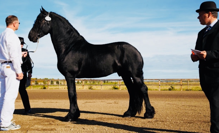 Baroque Friesian Ranch | Site 114 comp 20 RR 1, 4001 Ste Anne Trail, Alberta Beach, AB T0E 0A1, Canada | Phone: (403) 813-6691