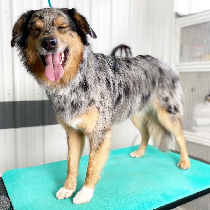 Dirty Dog Grooming Salon | 126 Bow Meadows Crescent, Canmore, AB T1W 2W9, Canada | Phone: (403) 707-8746
