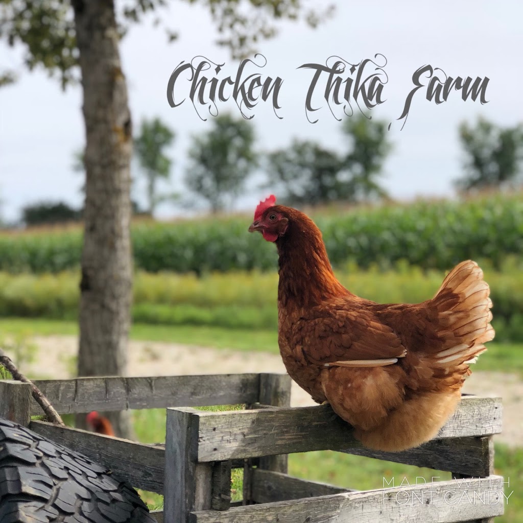 Chicken Thika Farm | 7687 Sideroad 2 E, Kenilworth, ON N0G 2E0, Canada | Phone: (519) 940-6502