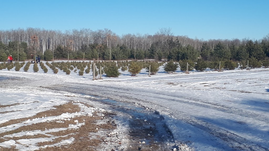 Timber Trails Tree Farm | 35101 Rd 28N, Steinbach, MB R5G 1S5, Canada | Phone: (204) 434-9812