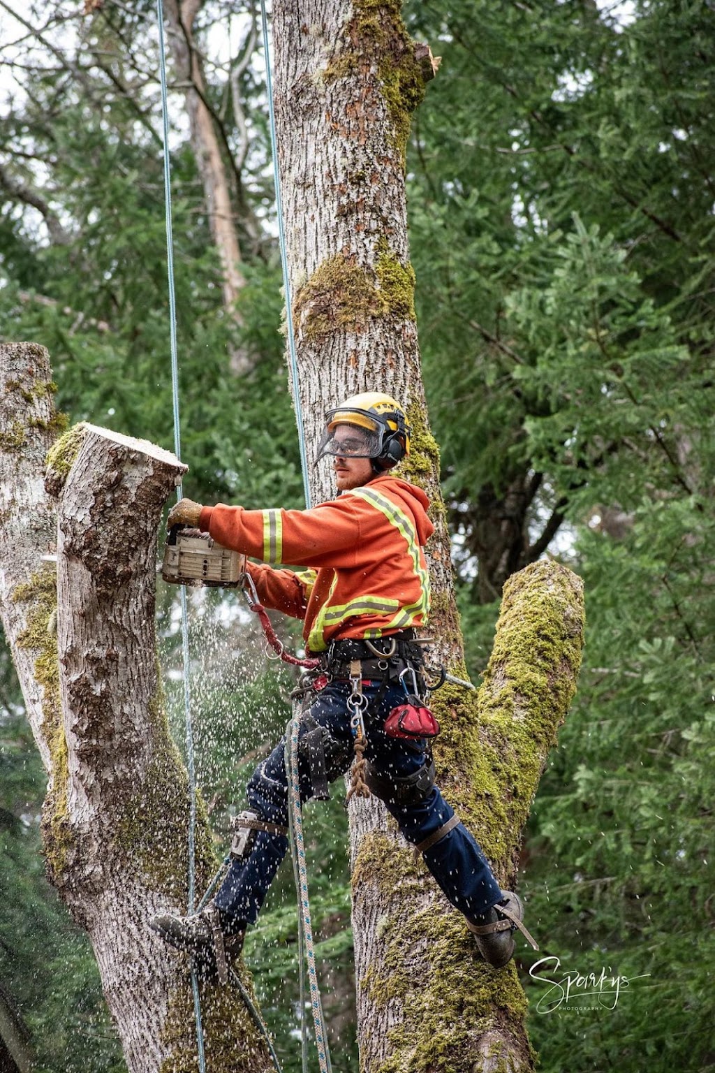 Royal Oak Tree Service | Island 5, Gabriola, BC V0R 1X7, Canada | Phone: (250) 918-4290