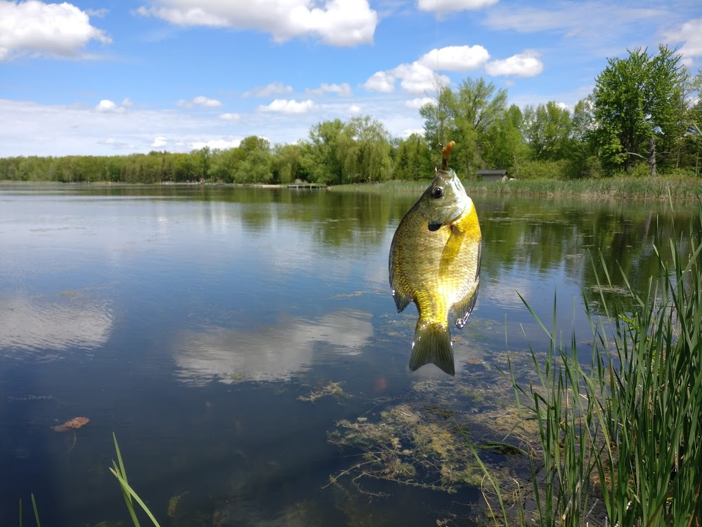 River Drive Park Blue gill | 134 Queensville Sideroad, Queensville, ON L0G 1R0, Canada