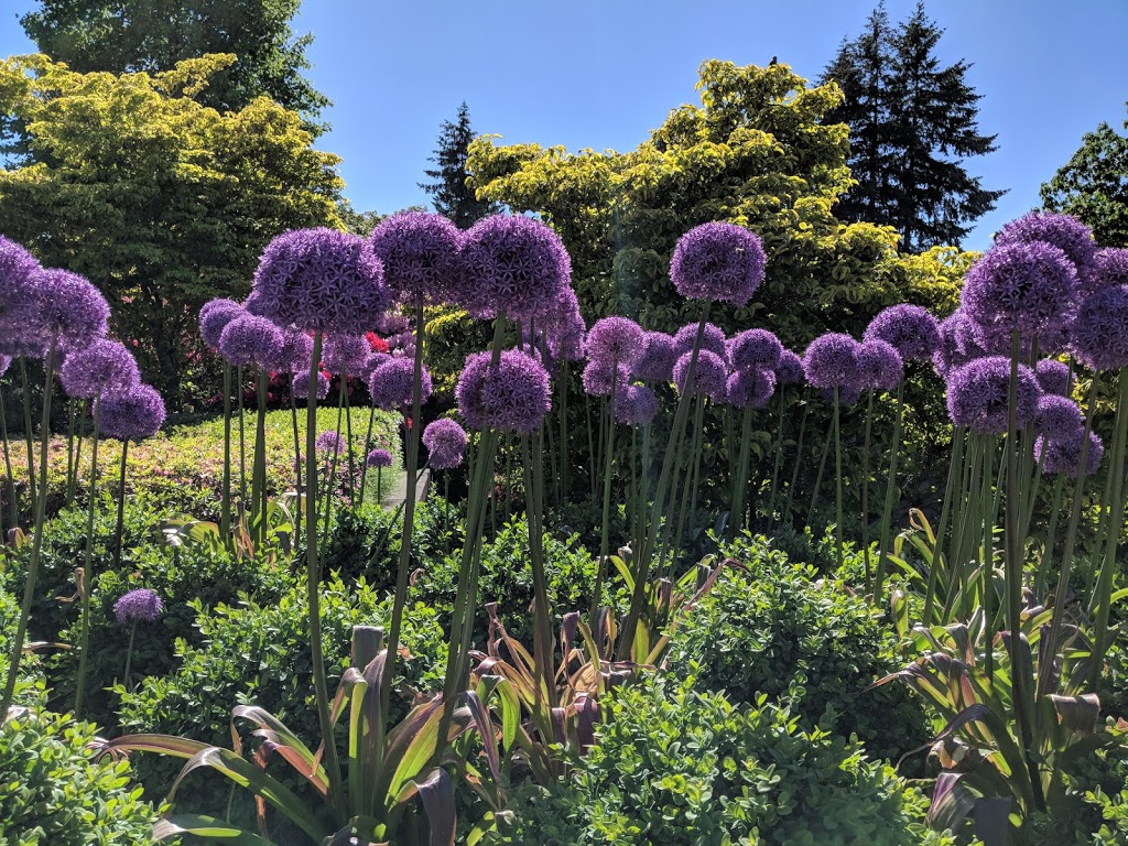 UBC Rose Garden | 6301 Crescent Rd, Vancouver, BC V6T 1Z2, Canada