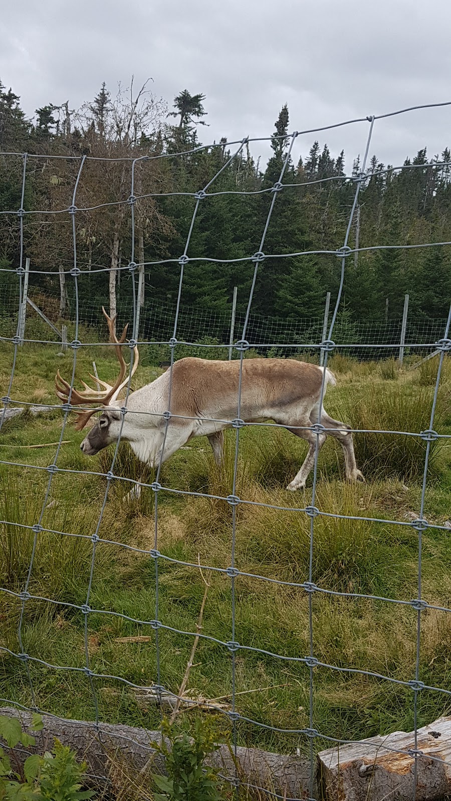 Salmonier Nature Park | Salmonier Line, Holyrood, NL A0A 2R0, Canada | Phone: (709) 229-7888