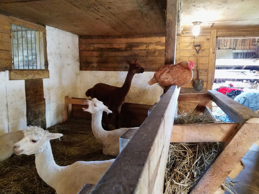 Ferme fibres & compagnie - Les alpagas dAldo | 375 Rang St Charles E, Saint-Alexandre-de-Kamouraska, QC G0L 2G0, Canada | Phone: (418) 495-5375