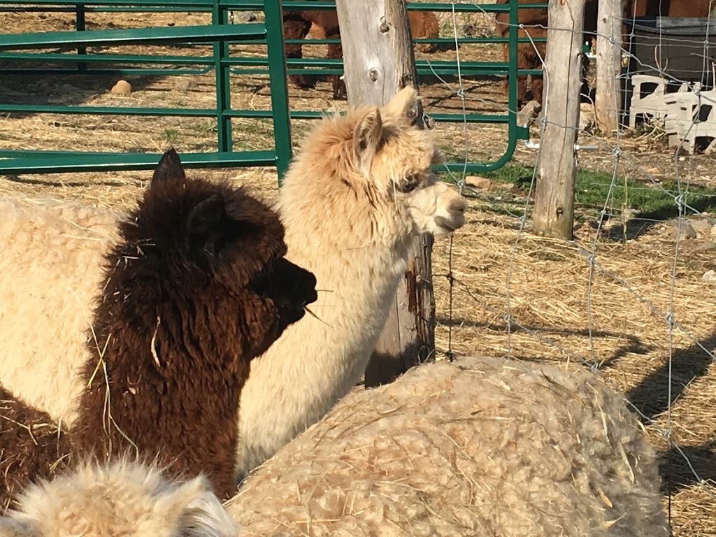 Lobo Loco Alpacas | 800 Townline Rd, Sheguiandah, ON P0P 1W0, Canada | Phone: (705) 968-0073