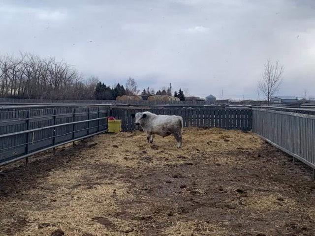 Bow Valley Genetics Ltd. | 170037 SH 550, Rosemary, AB T0J 2W0, Canada | Phone: (587) 887-1934