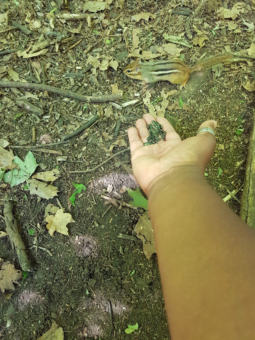 Chipmunk Trail | Moodie Dr, Nepean, ON K2R 1H8, Canada