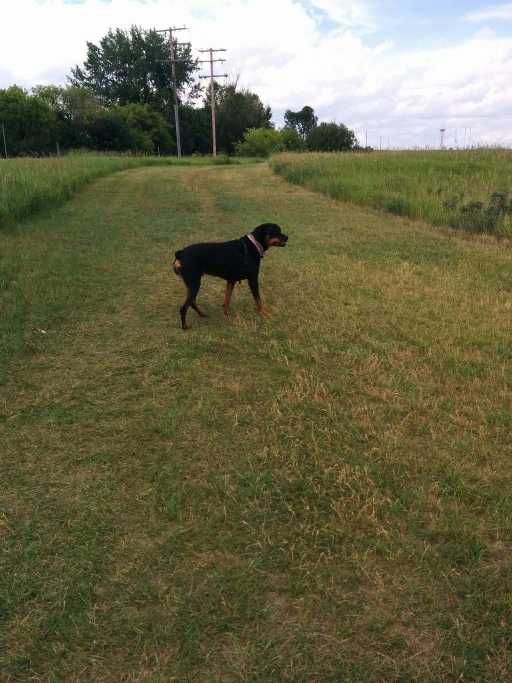 Off-Leash Recreation Area | North on dirt road, west of airport, Junor Ave, Saskatoon, SK S7R 0A7, Canada
