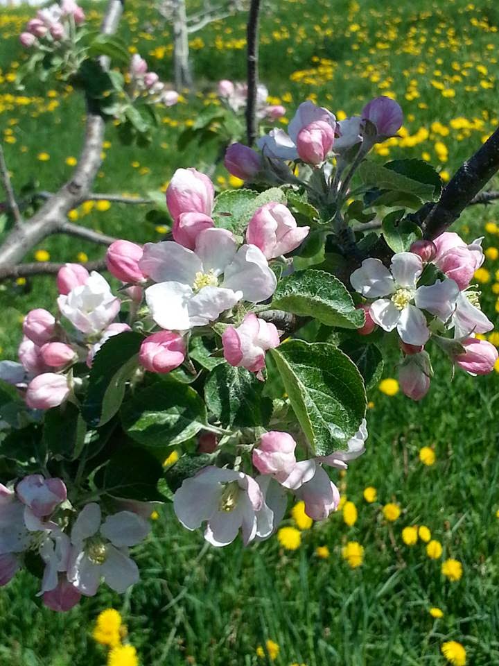 Beaver Valley Orchard and Cidery | 235883, Grey County Rd 13, Kimberley, ON N0C 1G0, Canada | Phone: (519) 599-1001