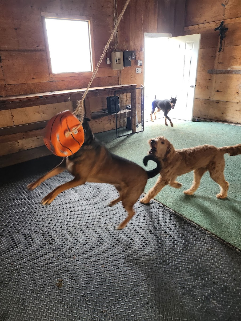 Eugene Dog Boarding and Training | 56A Mill St E, Acton, ON L7J 1H3, Canada | Phone: (647) 675-0958