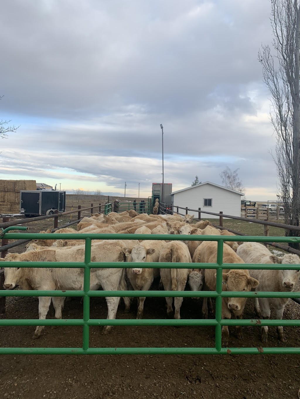 Summit Livestock | box 1236, Picture Butte, AB T0K 1V0, Canada | Phone: (403) 732-5206