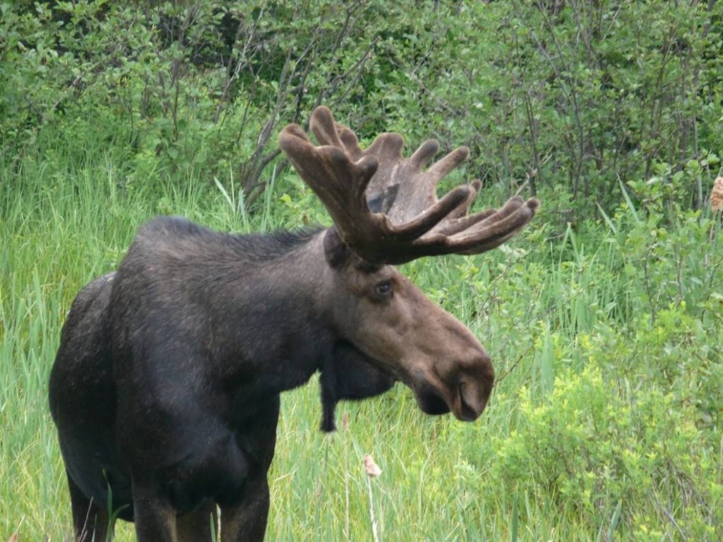 Algonquin Park Adventure Tours | 1023 Cooper Lake Rd, Dwight, ON P0A 1H0, Canada | Phone: (705) 783-7566