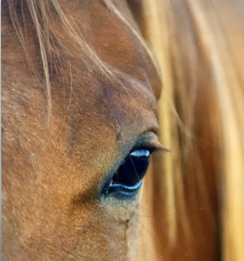 Equine Care and Keep | Jack Eby Trail, Box 63, Water Valley, AB T0M 2E0, Canada | Phone: (403) 510-8324