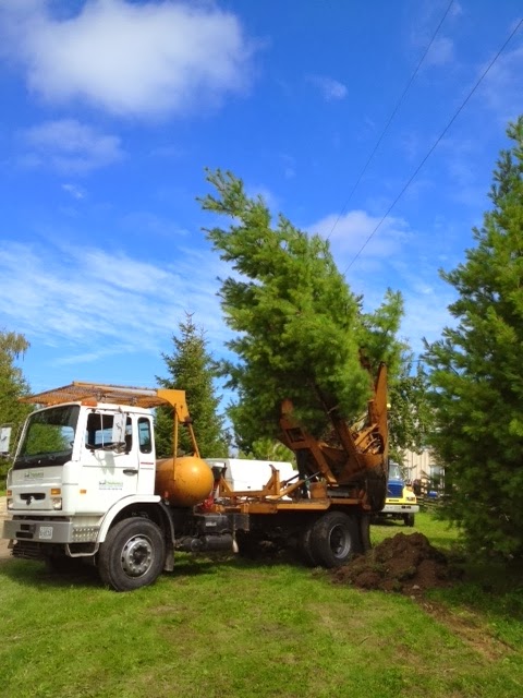 Ontario Tree Moving and Spading | 515 Curry Rd, Midland, ON L4R 5H2, Canada | Phone: (905) 510-7159