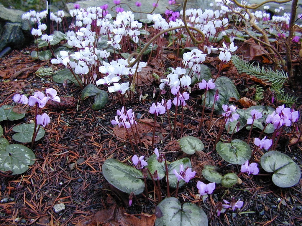 Frasers Thimble Farm | 175 Arbutus Rd, Salt Spring Island, BC V8K 1A3, Canada | Phone: (250) 537-5788