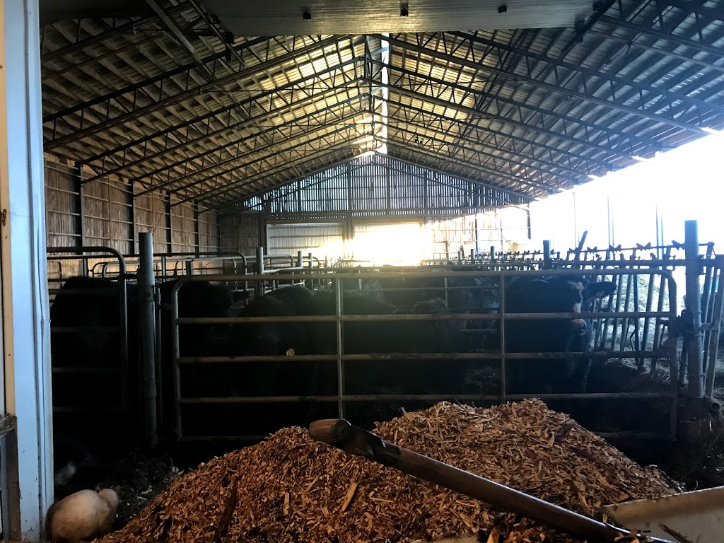 Ferme Gilnor Angus | 397 Rang du Bas de lAssomption S, LAssomption, QC J5W 1Z8, Canada | Phone: (450) 589-5066