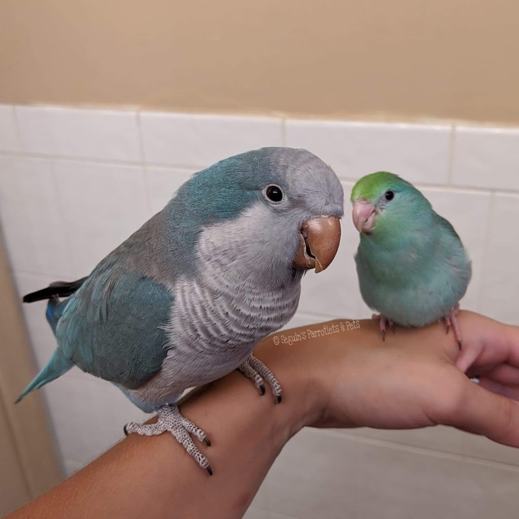 Seguins Parrotlets and Pets | 9516 Walker Rd, McGregor, ON N0R 1J0, Canada | Phone: (519) 819-1538