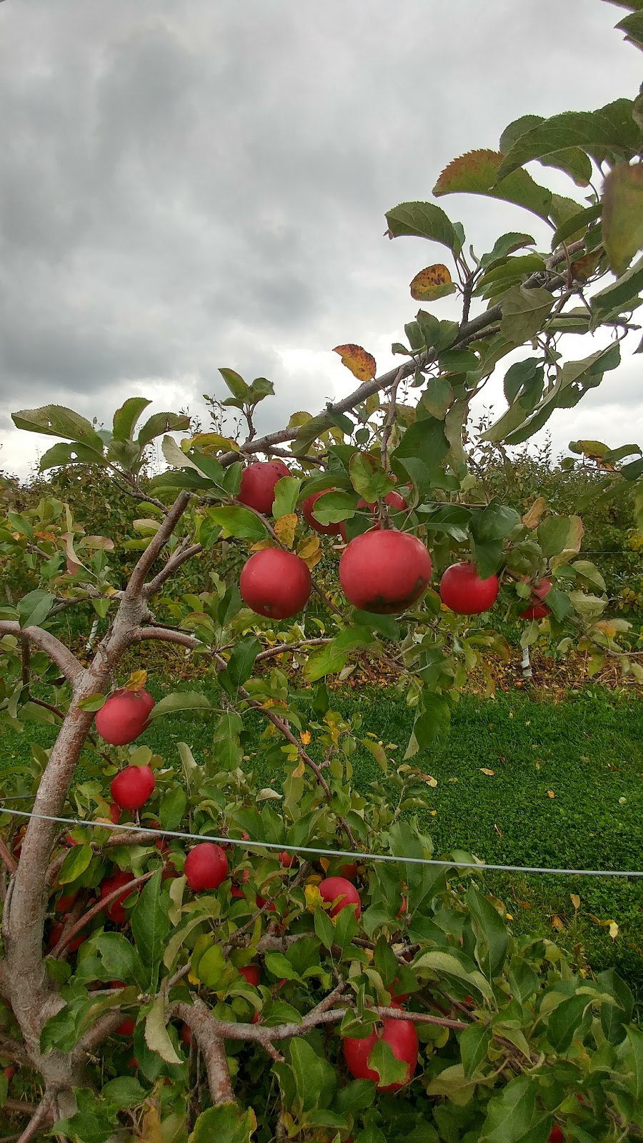 Smiths Apples and Farm Market | 470 The River Rd, Port Elgin, ON N0H 2C7, Canada | Phone: (519) 832-3051