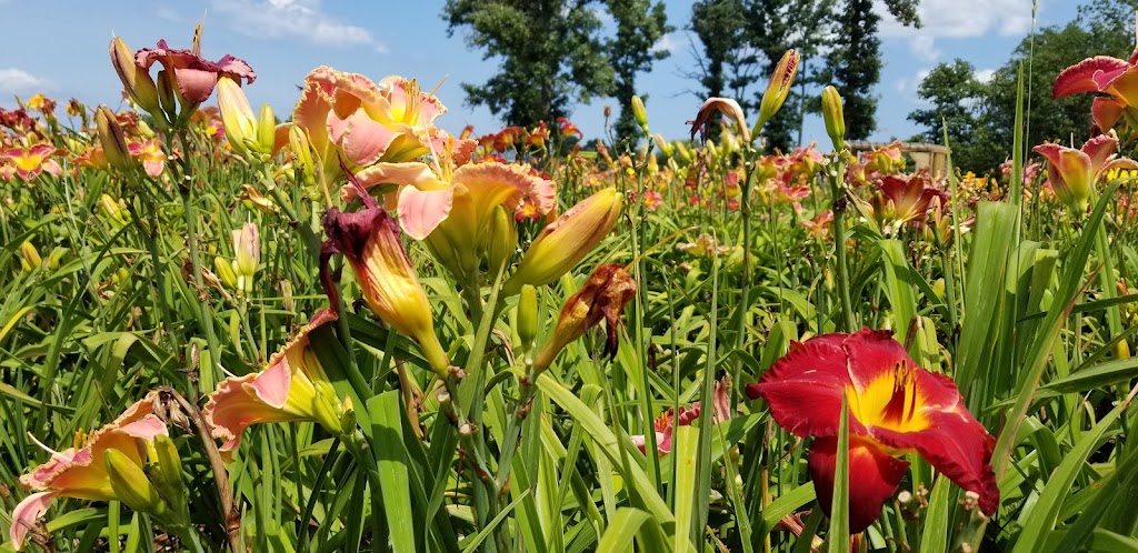 Dynamic Daylilies Inc. | 4500 S Service Rd, Beamsville, ON L0R 1B1, Canada | Phone: (905) 617-0788