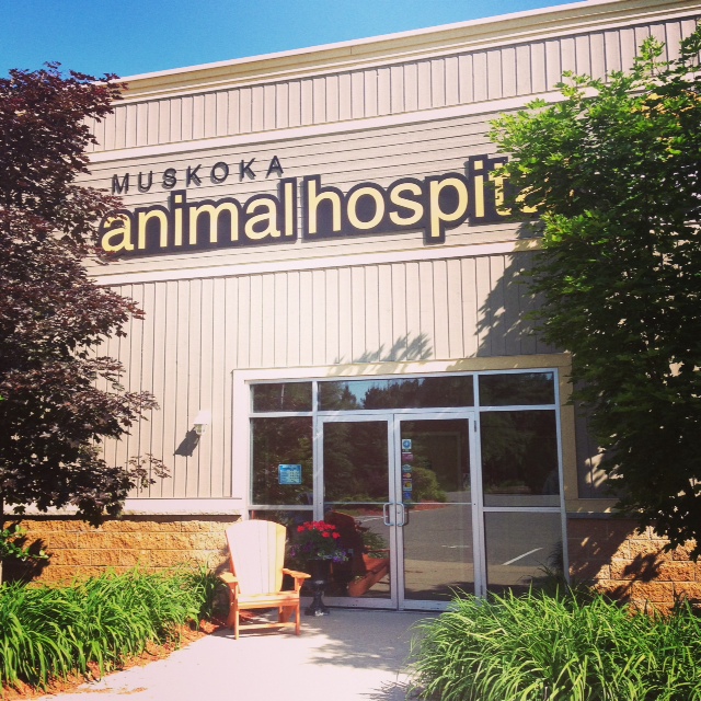 Muskoka Animal Hospital | 96 Hanes Rd #2, Huntsville, ON P1H 2P6, Canada | Phone: (705) 789-7979