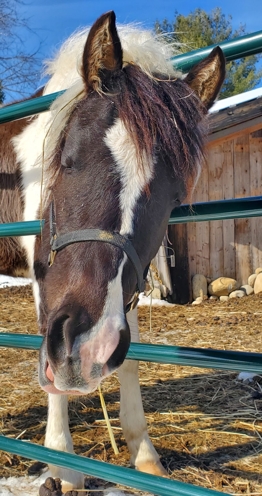 Cassell Farms | 197 Wolf Paw Rd, Utterson, ON P0B 1M0, Canada | Phone: (647) 705-4579