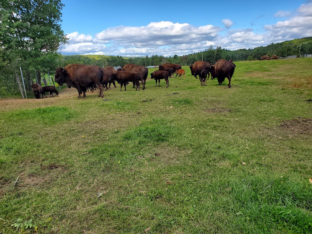 La Terre des Bisons | 6855 Chem. Parkinson, Rawdon, QC J0K 1S0, Canada | Phone: (450) 834-6718