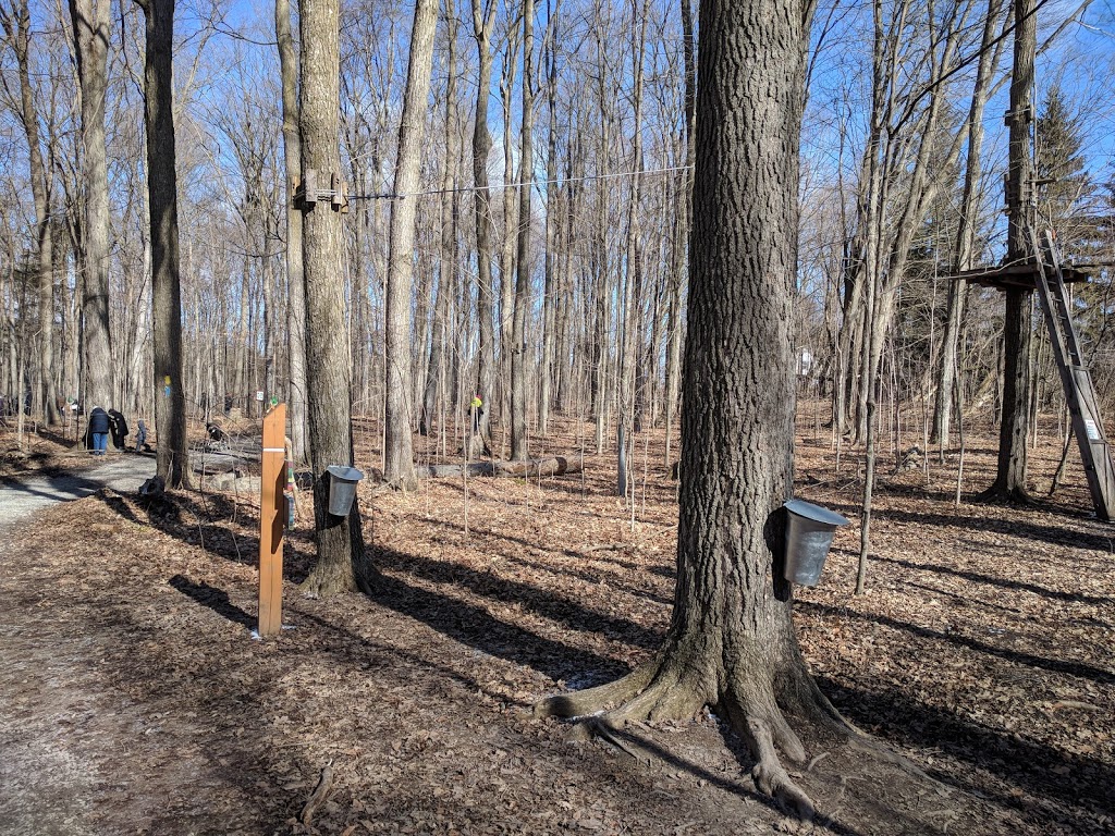 Sugarbush Maple Syrup Festival at Bruces Mill Conservation Area | 3291 Stouffville Rd, Whitchurch-Stouffville, ON L4A 7X5, Canada | Phone: (905) 887-5531