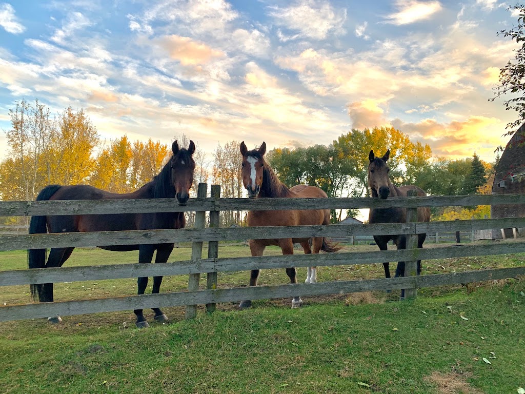 Hooves of Hope Ranch | 243036, TWP 475A, Millet, AB T0C 1Z0, Canada | Phone: (587) 983-9736