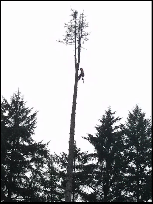 Apex Tree Services | 145 E Kensington Rd, North Vancouver, BC V7N 1P2, Canada | Phone: (778) 839-3430