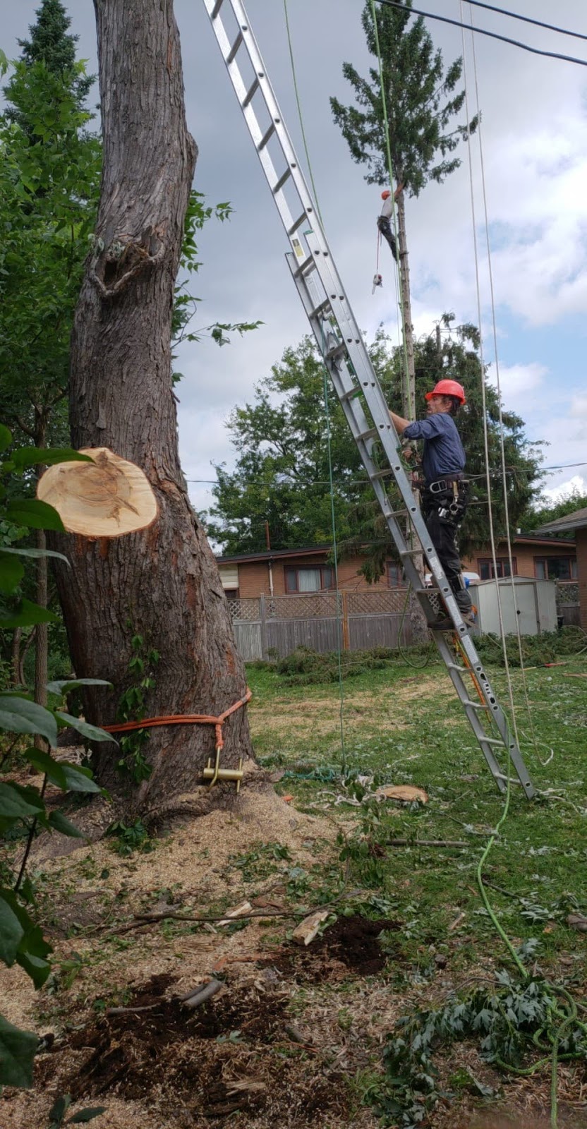 Ottawa Tree Trimming | 6301 Old Richmond Rd, Richmond, ON K0A 2Z0, Canada | Phone: (613) 322-5337