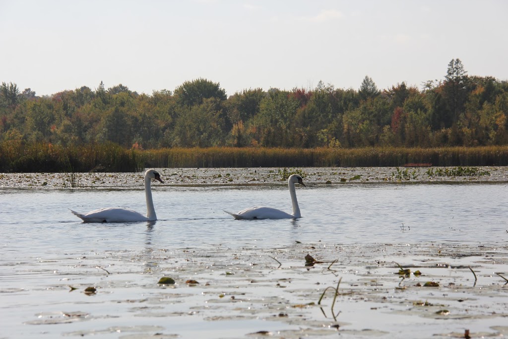 Imagine the Marsh Conservation Area | DEyncourt St, Lakefield, ON K0L 2H0, Canada | Phone: (705) 745-5791